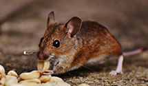 24 Hour & Emergency Exterminators in Parkersburg, IL